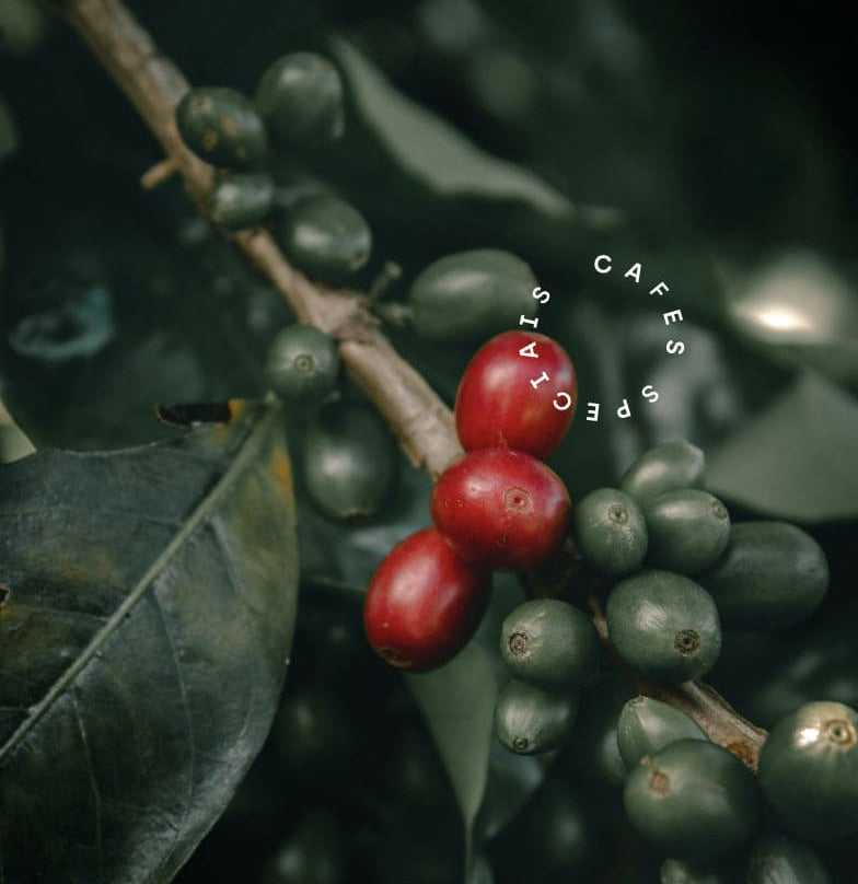 Coffee Mori Roastery