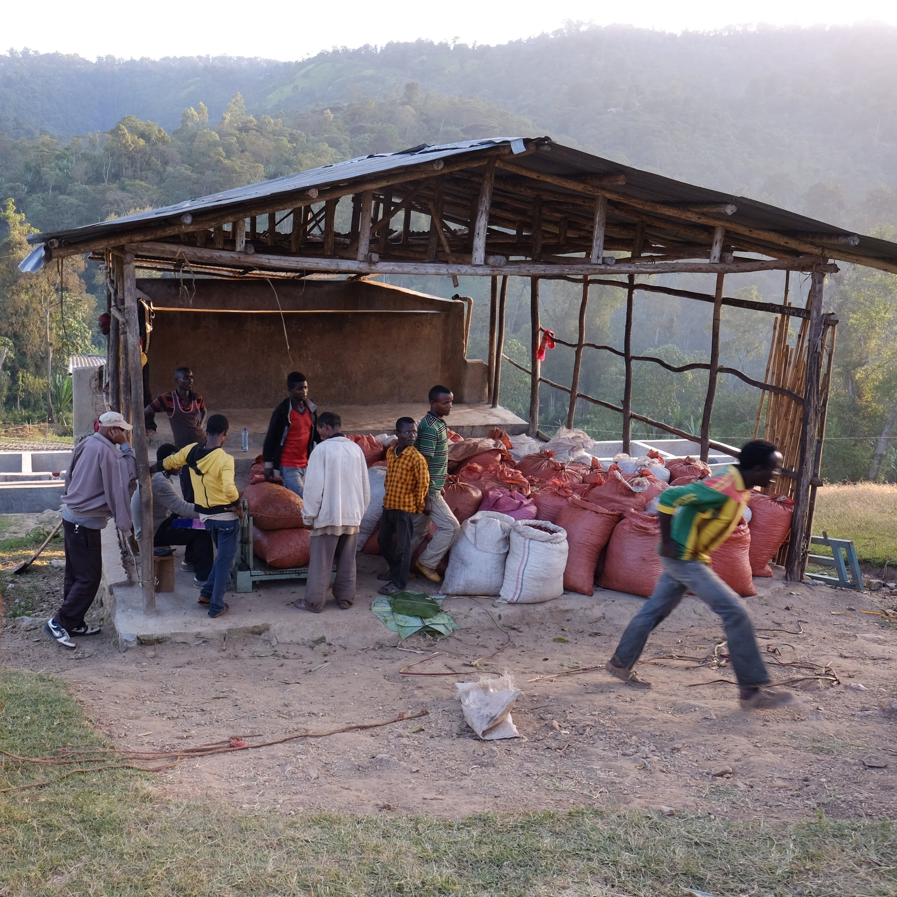 Uraga - Carbonic Maceration - Natural - Ethiopia - 2025