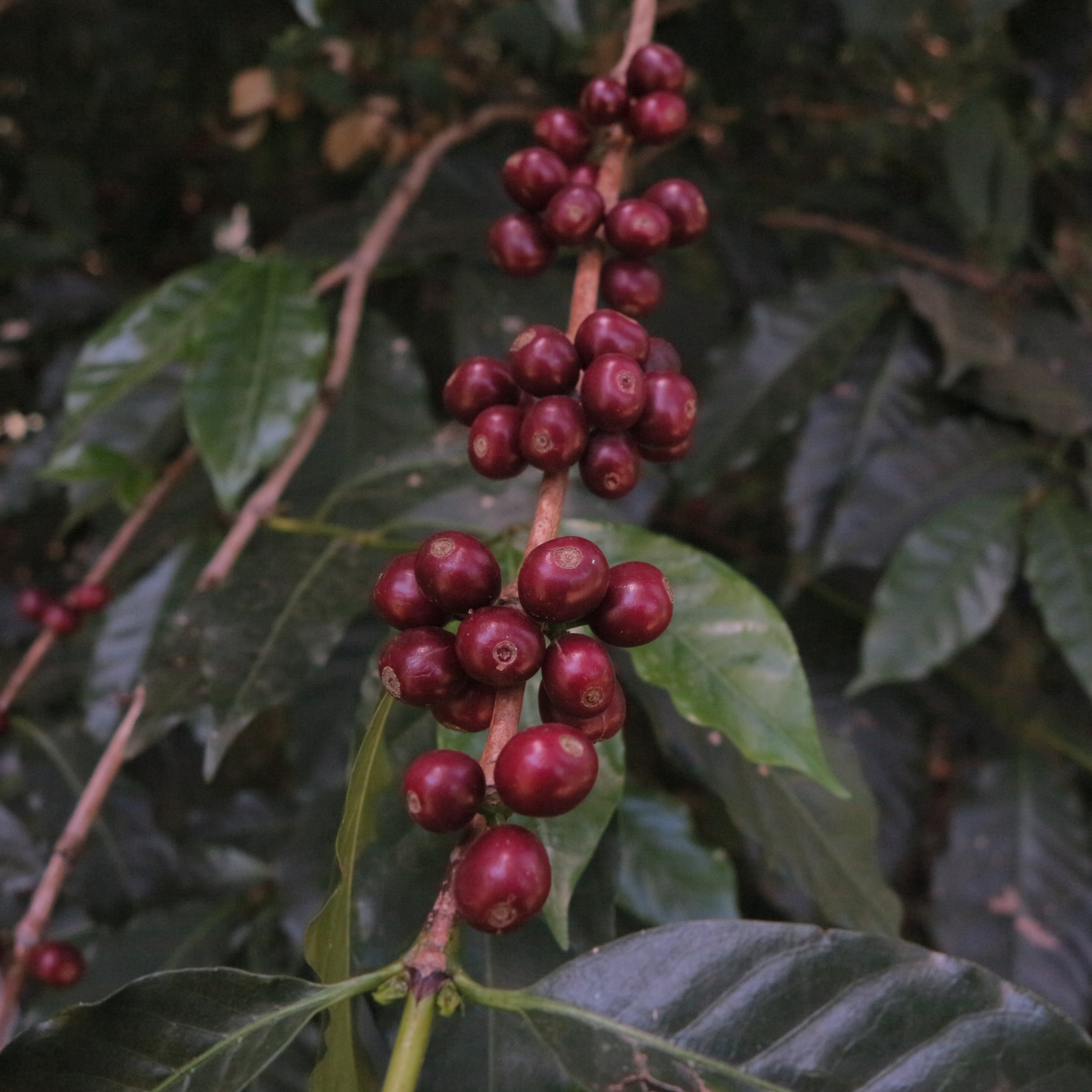 Uraga - Anaerobic Natural - Ethiopia - 2025