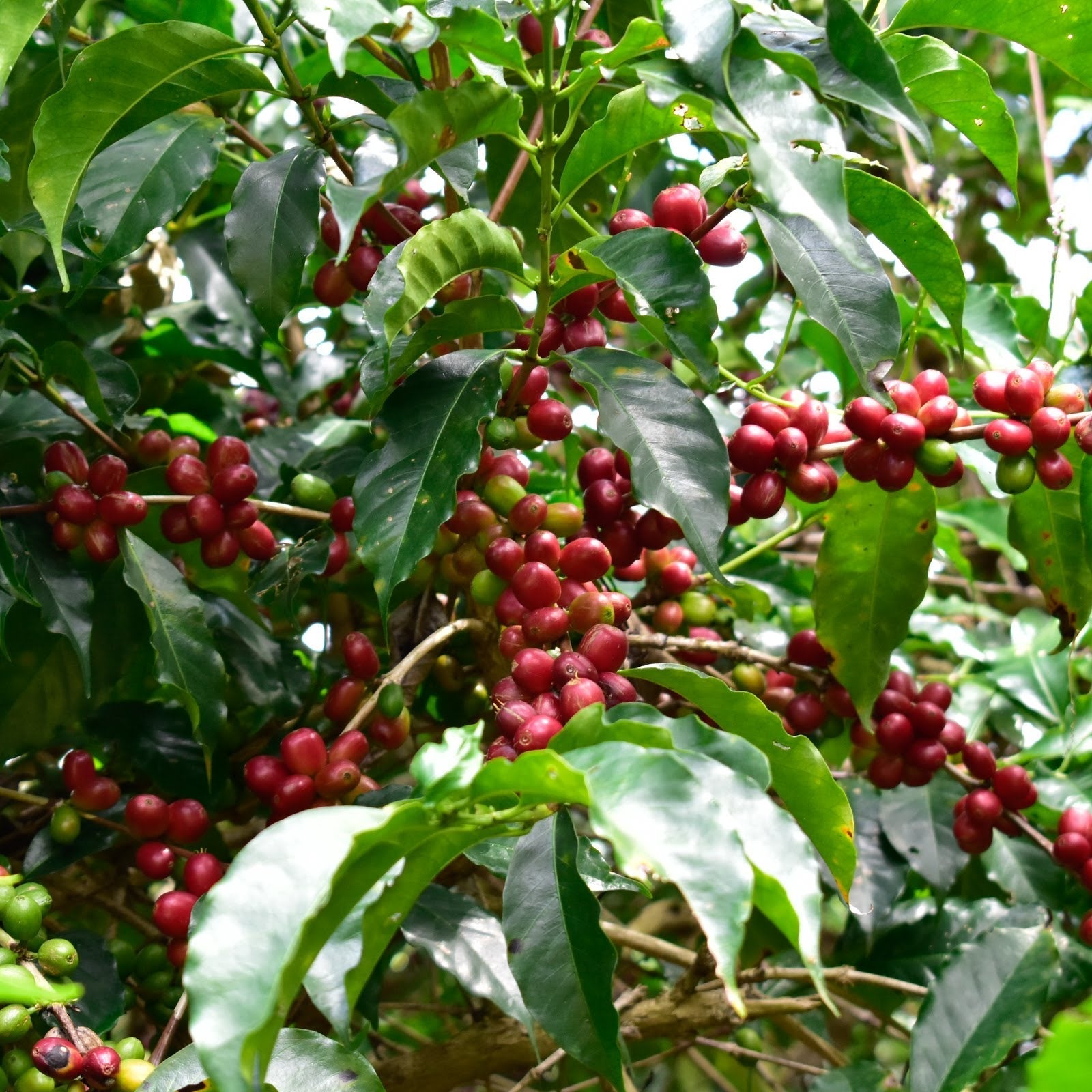 Uraga - Oro Yeast Natural - Ethiopia - 2025