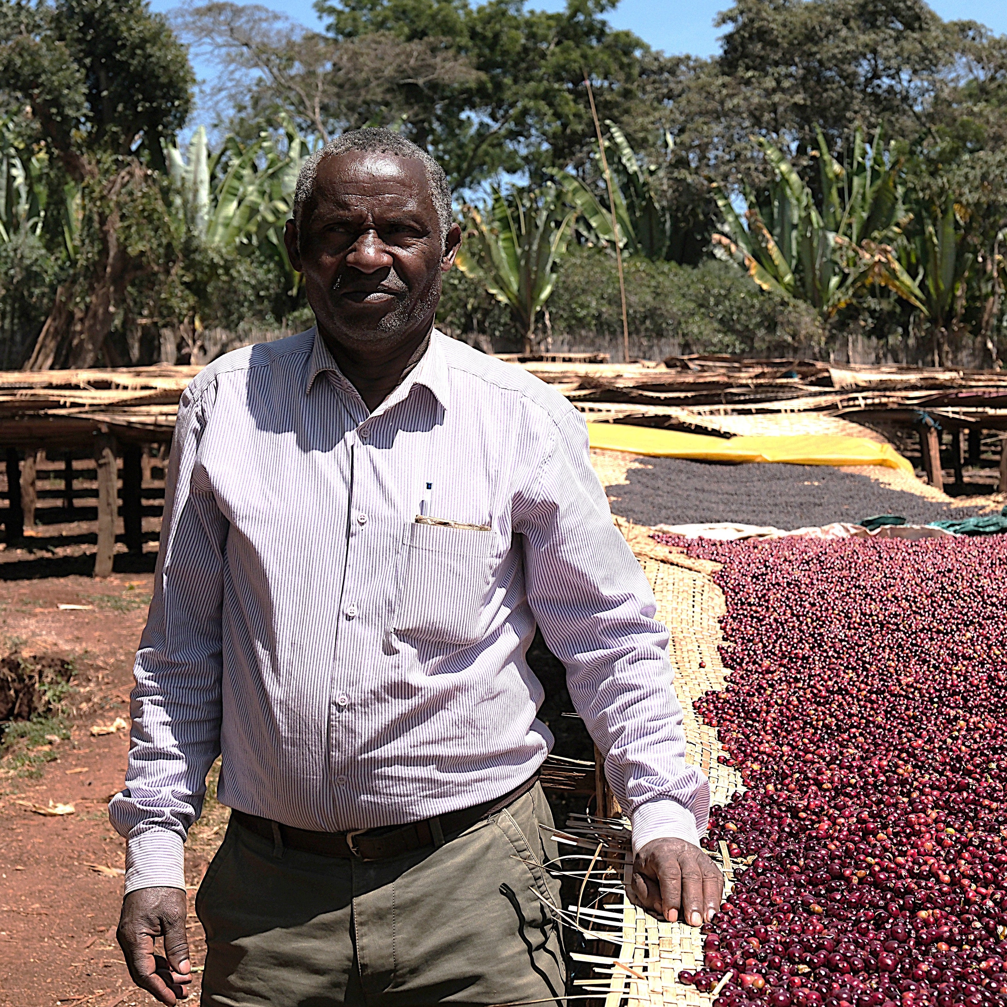 Ayele Fulasa Gesha - Natural - Ethiopia - 2025