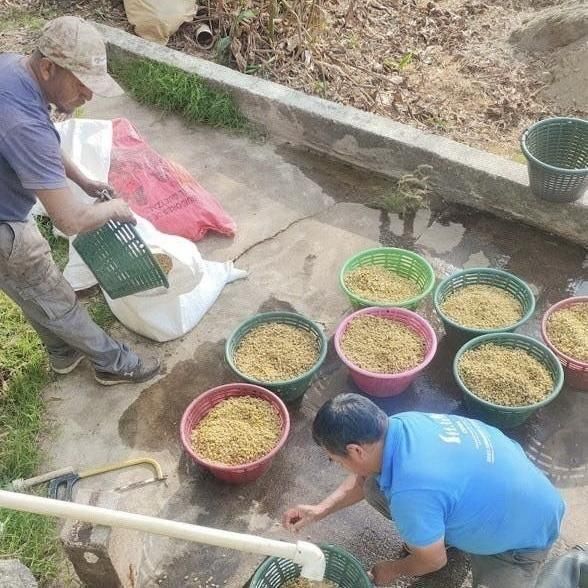 Guatemala La Gran Manzana COE 2025 Exotic Washed #1