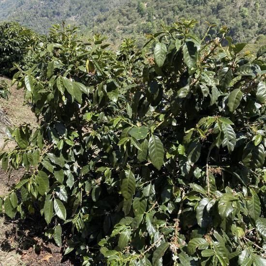 Honduras Buena Vista