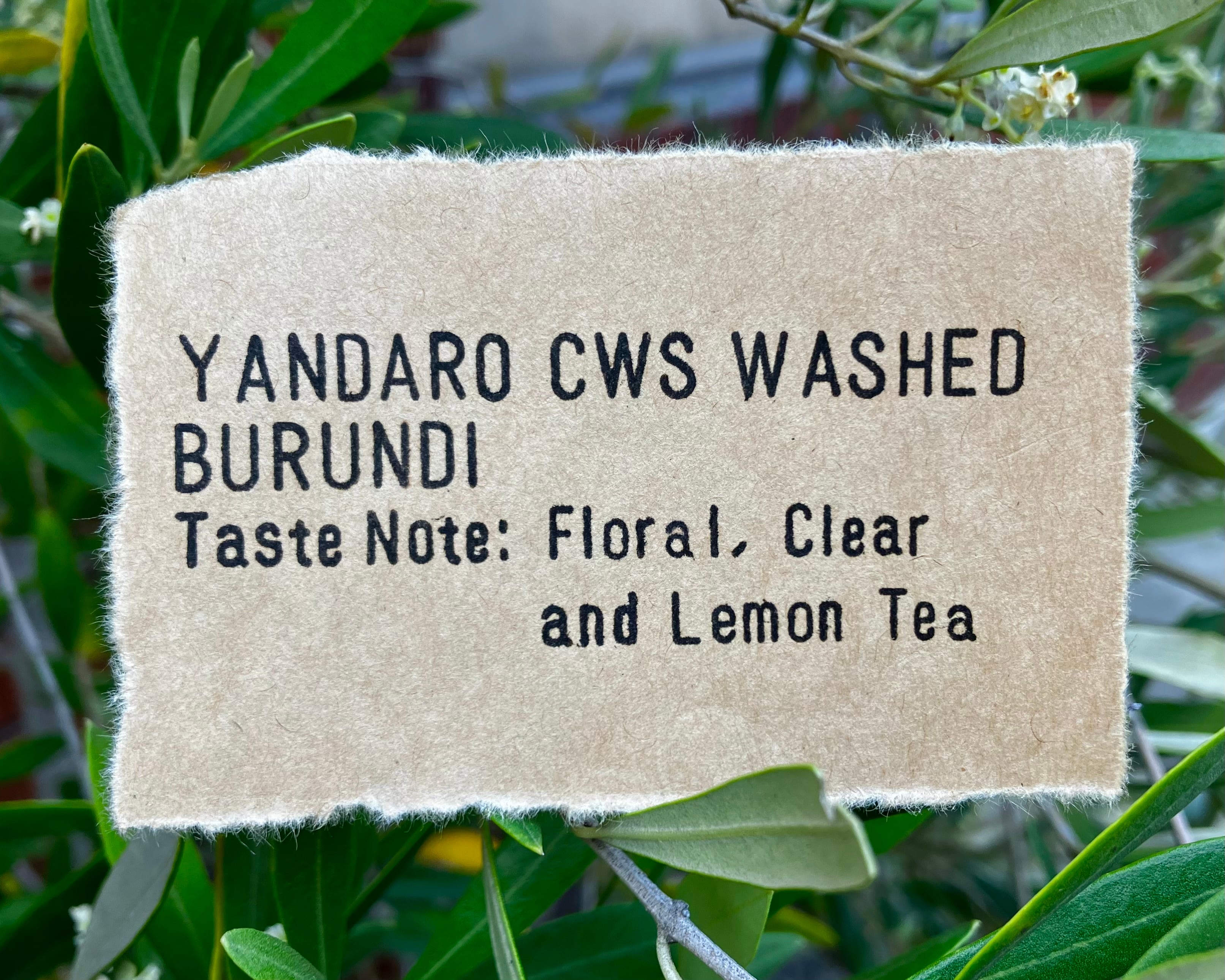 Burundi Yandaro CWS Washed