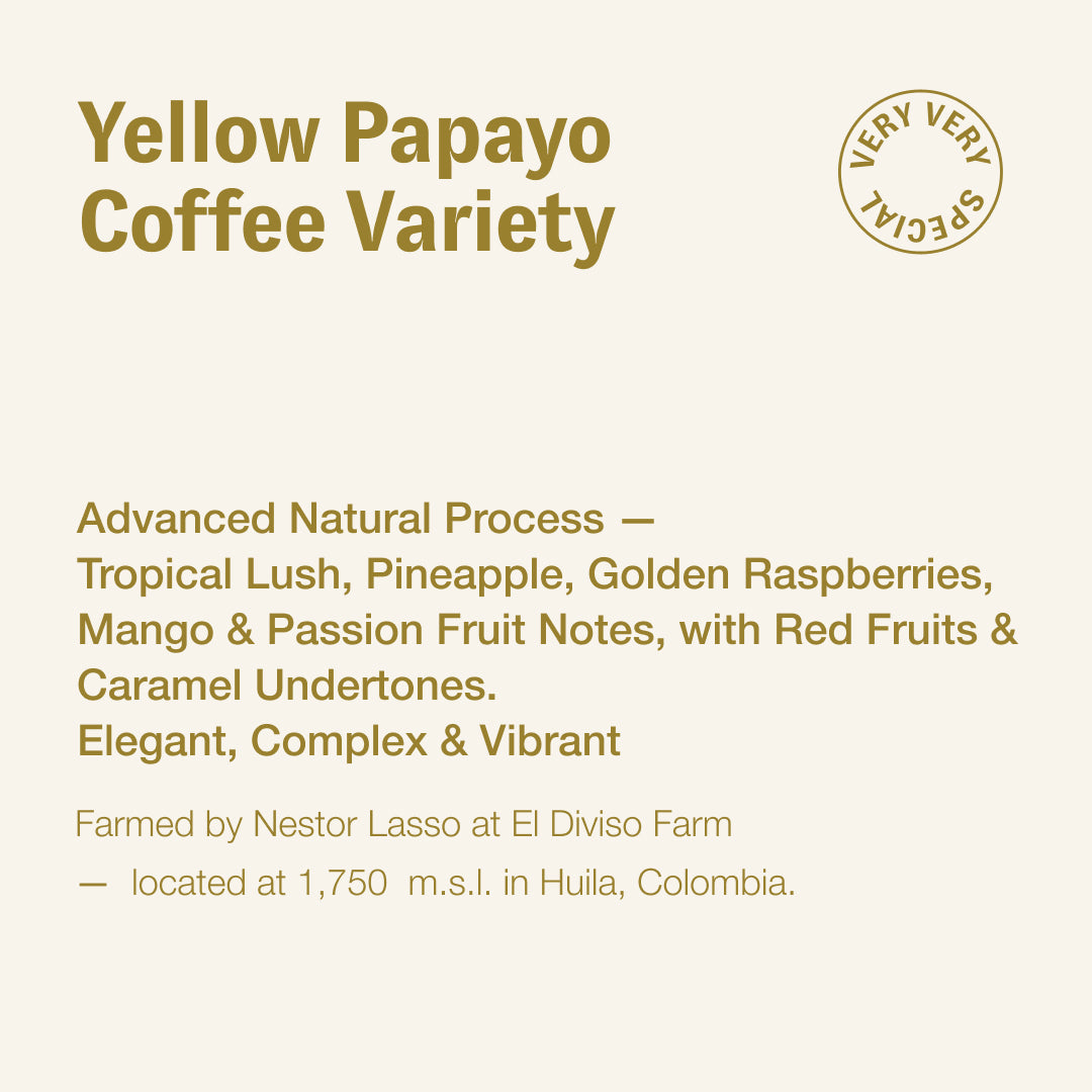 Yellow Papayo coffee variety, Nestor Lasso, Colombia