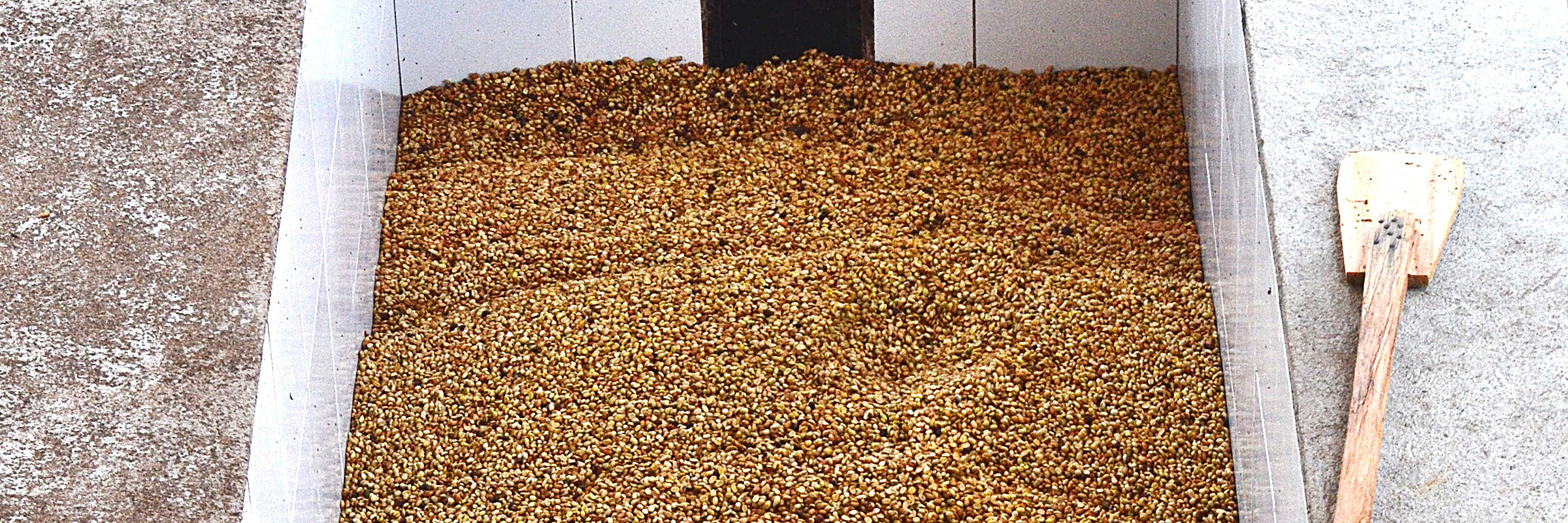 #4 Costa Rica, red honey San Isidro