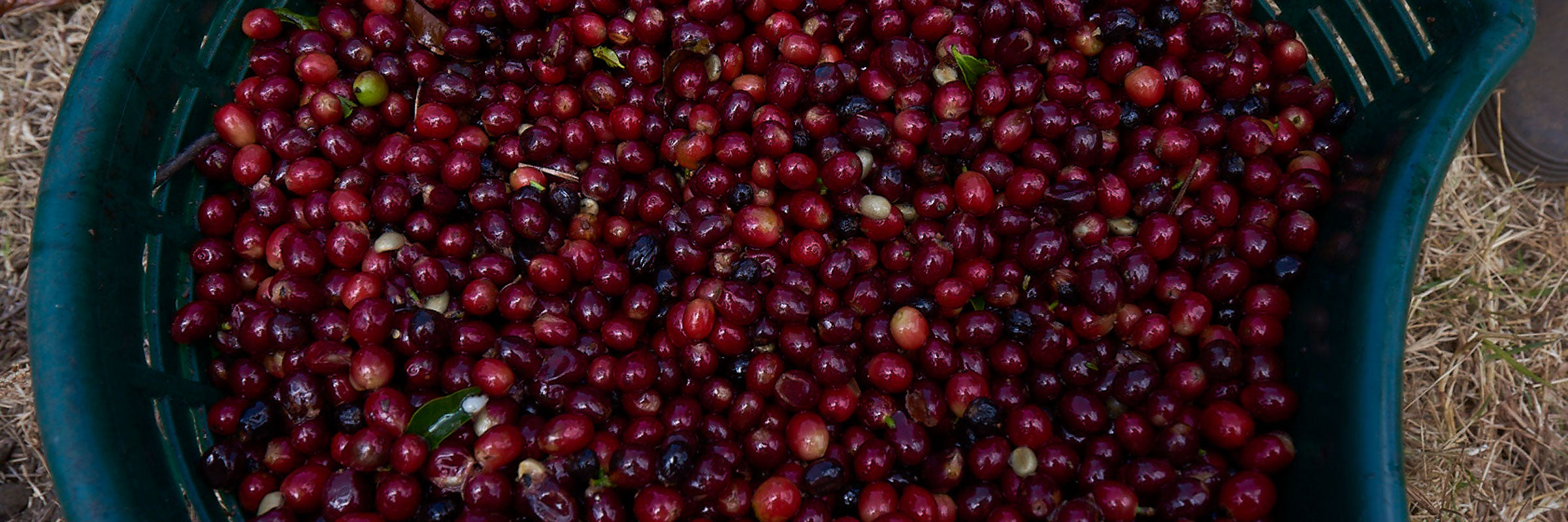 #25 Costa Rica, natural processed Obata