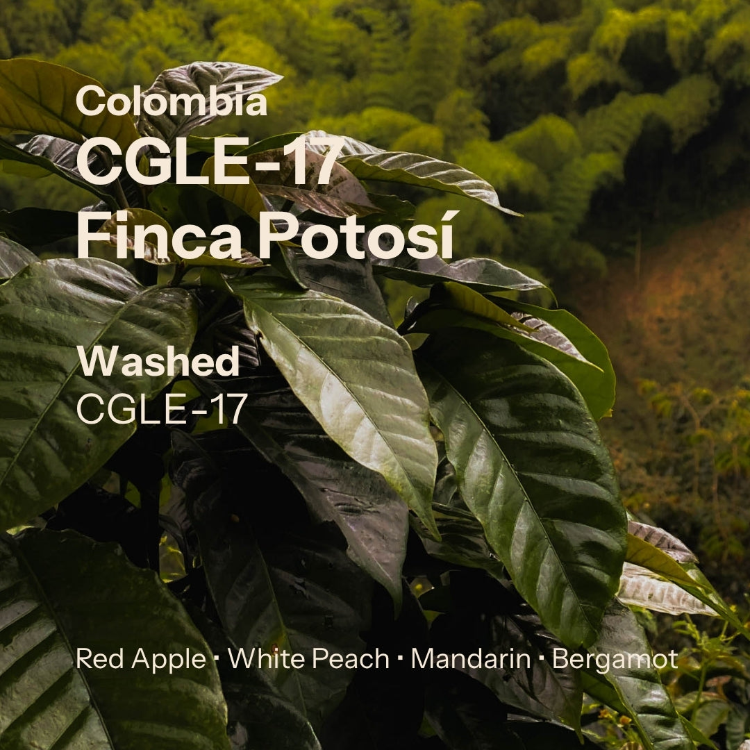 Finca Potosí - CGLE17 Washed - Cafe Granja La Esperanza