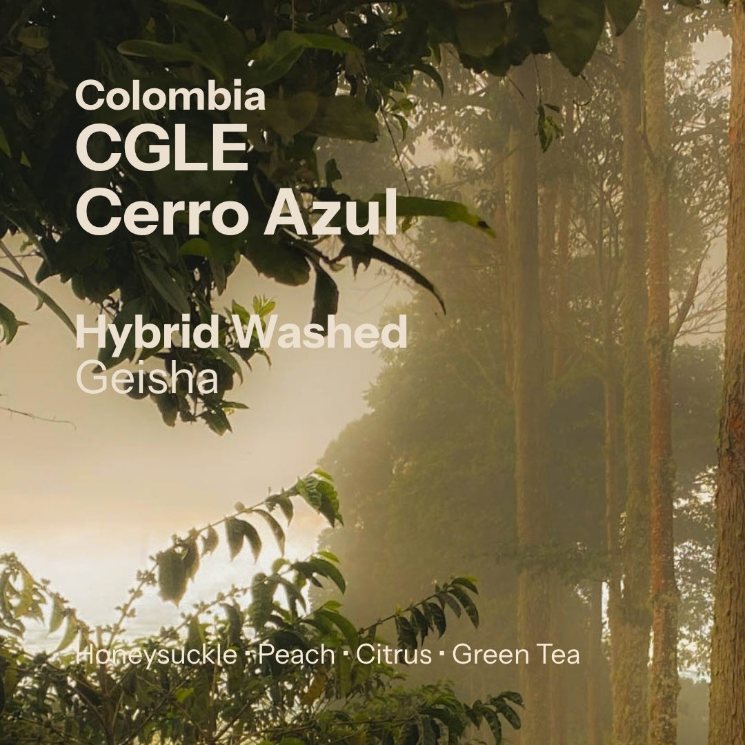 Cerro Azul - Hybrid Washed Geisha - Cafe Granja La Esperanza