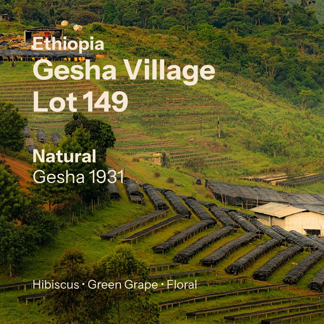 Gesha Village - Oma Lot 149 - Natural Gesha 1931