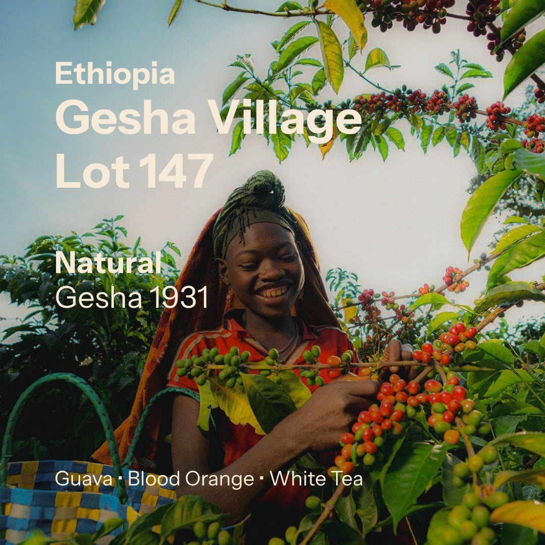 Gesha Village - Oma Lot 147 - Natural Gesha 1931