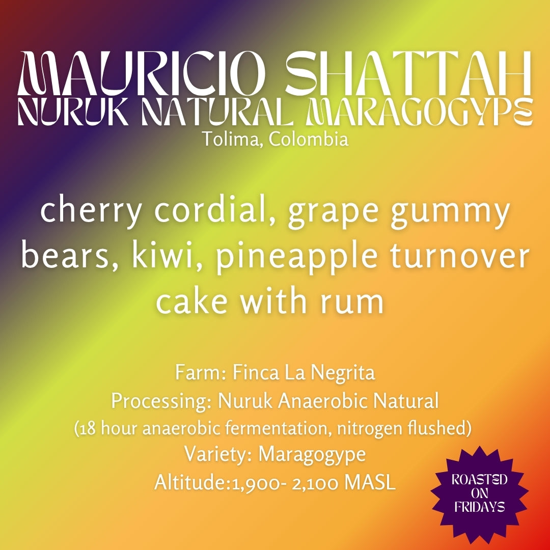 Mauricio Shattah - Maragogype Nuruk Fermentation - Colombia