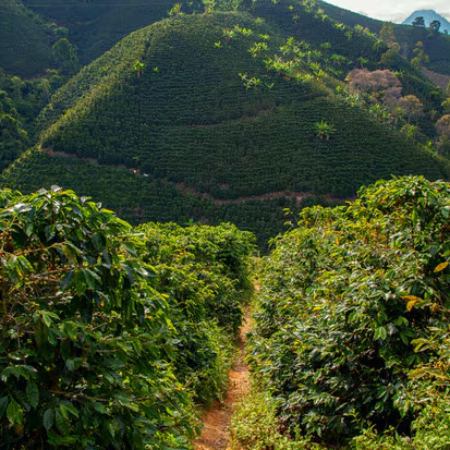 Decaf: Colombia Valle del Cauca EA Sugarcane
