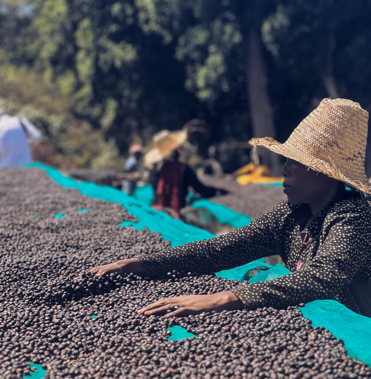 Ethiopia: Dry Process West Arsi Werka Nensebo Natural