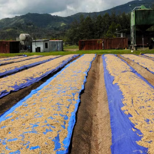 Papua New Guinea: Eastern Highlands Peaberry Plus