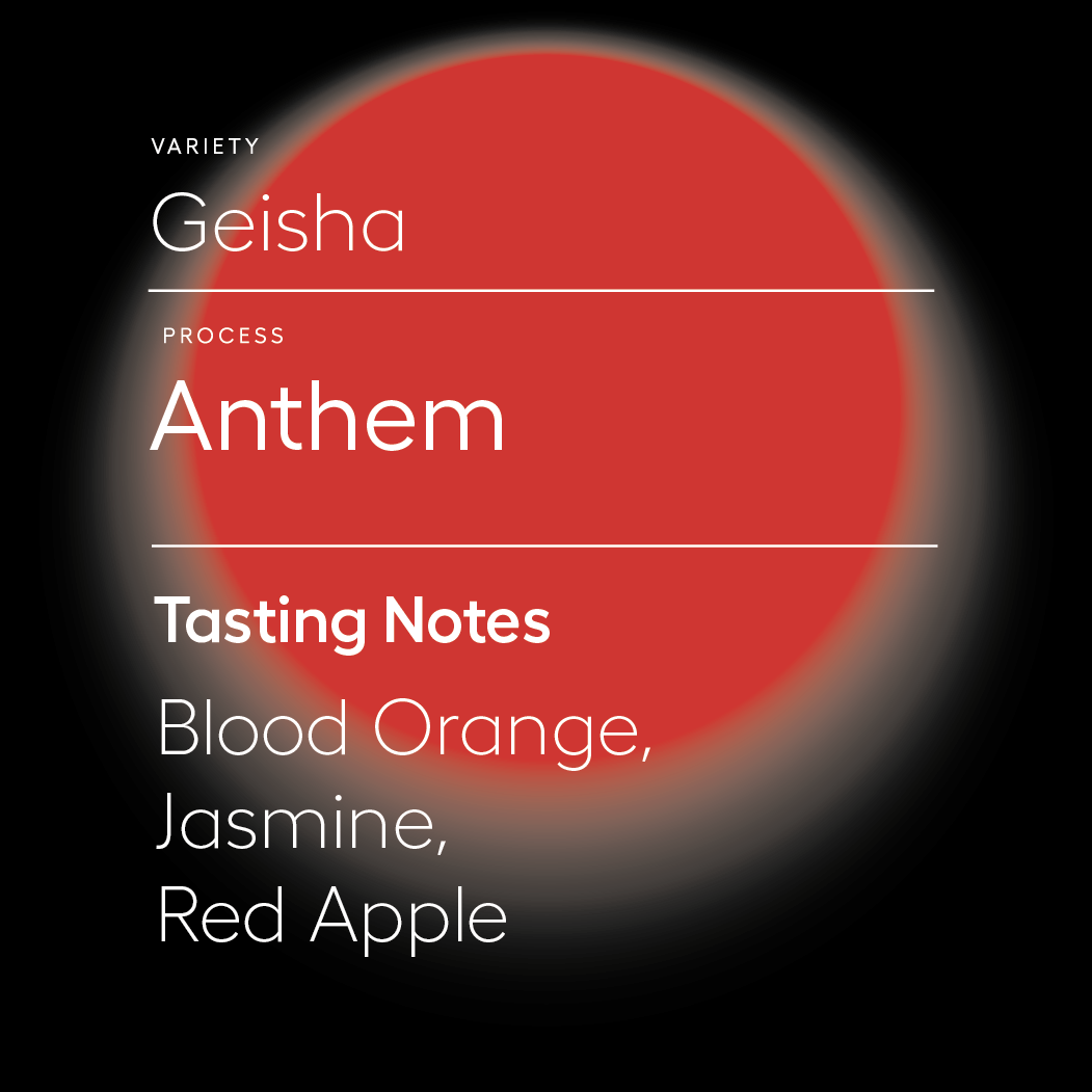 Anthem | Geisha