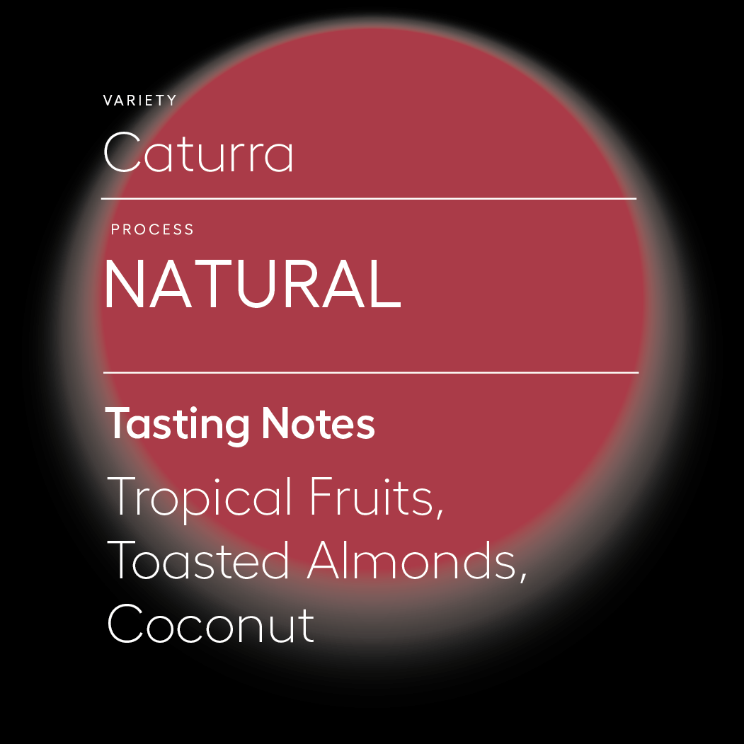 Caturra | Natural
