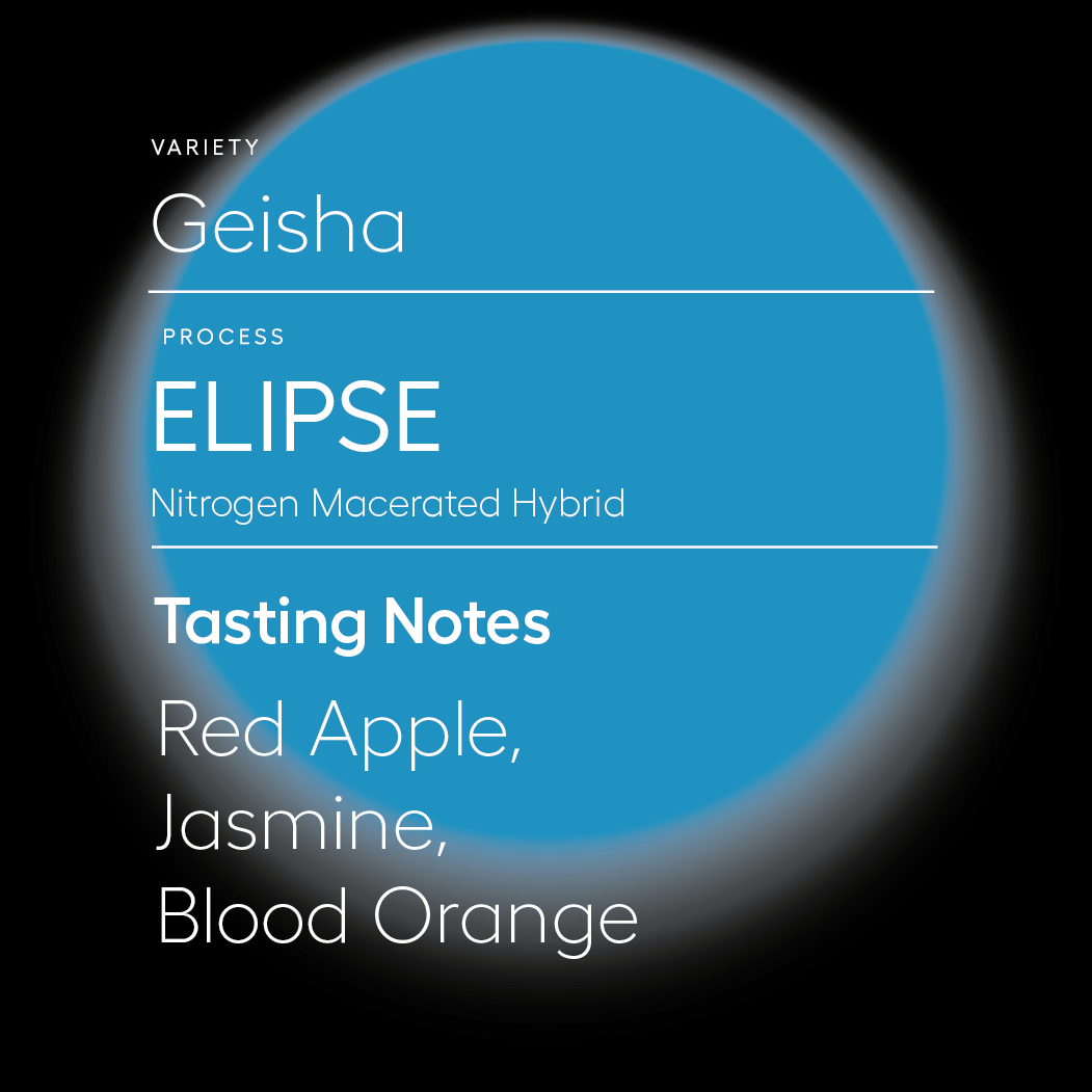 Elipse | Hybrid Geisha Process