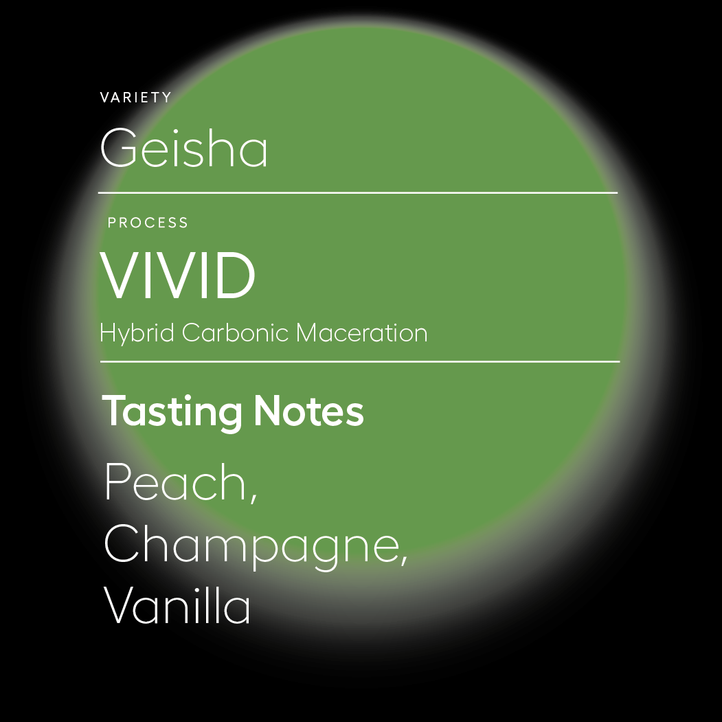 Vivid | Hybrid Process Geisha