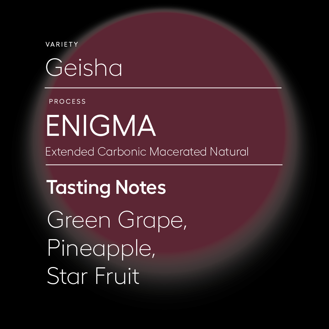 Enigma | Extended Natural Carbonic Macerated Process