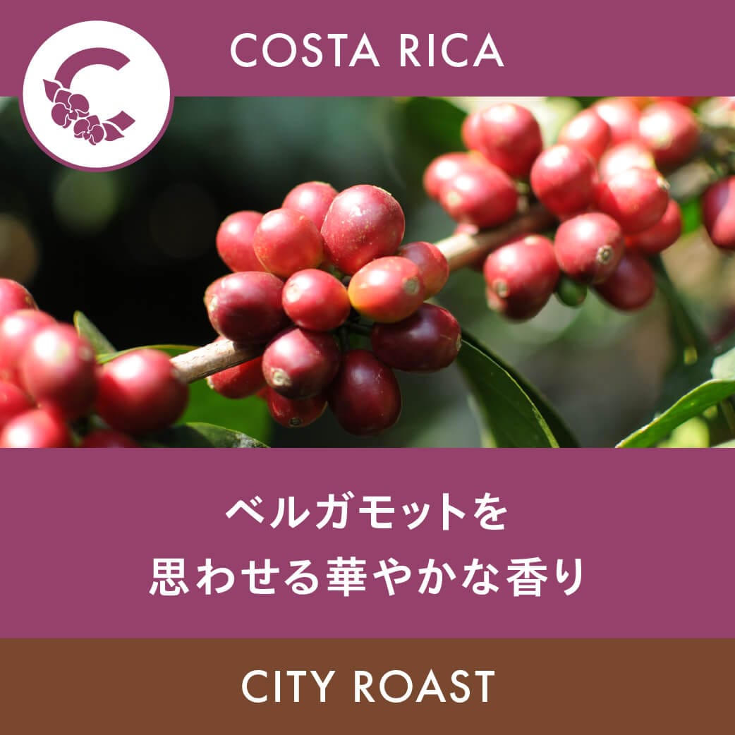 Costa Rica Puente Tarrazú San Martín Geisha