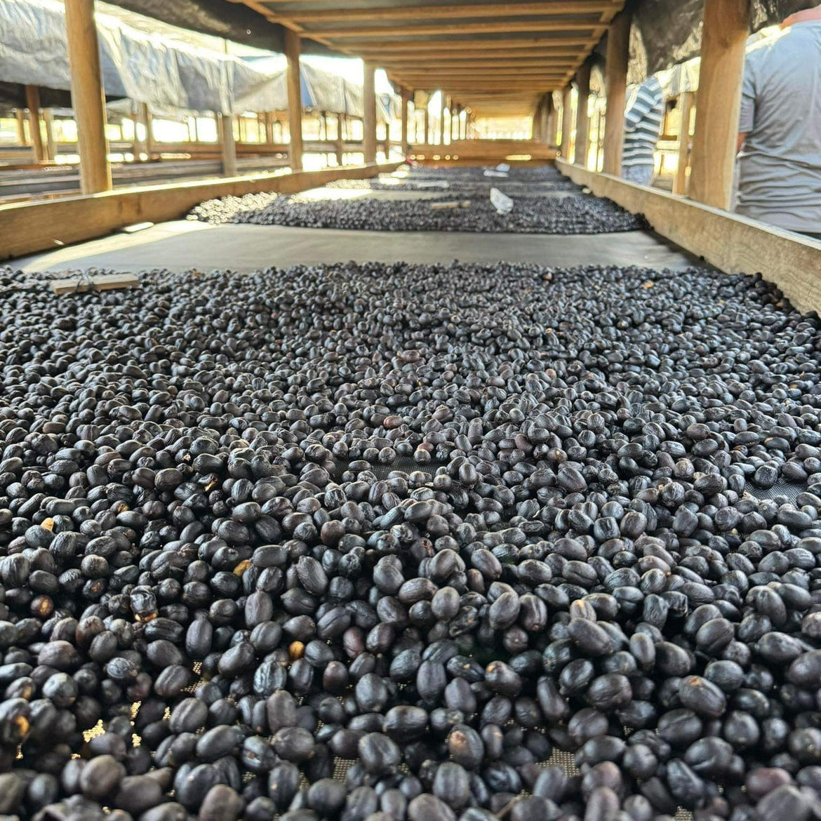 Nicaragua Brisas del Mogotón Maracaturra Natural