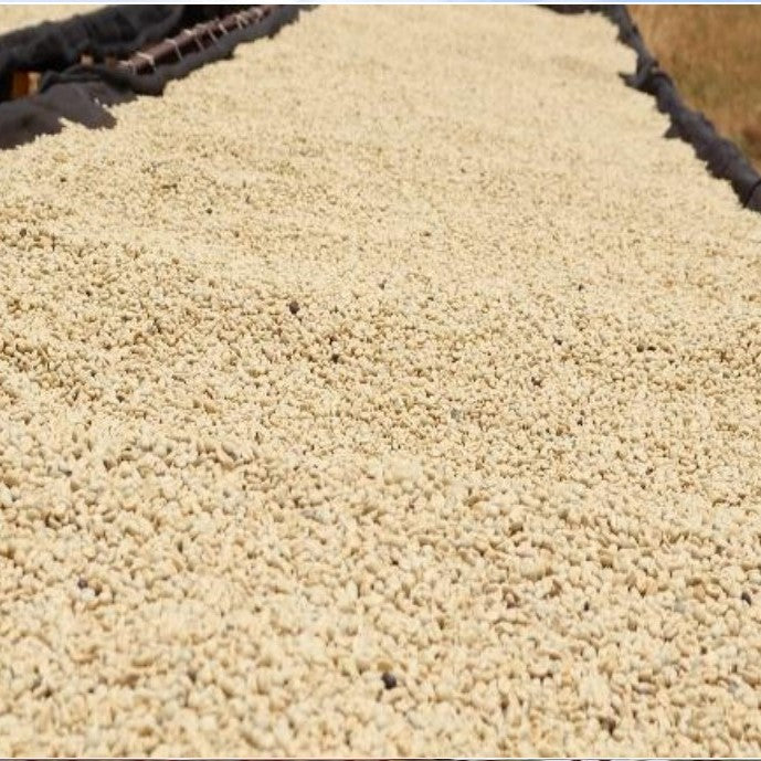 Kenya Nyeri Gichathaini Washed