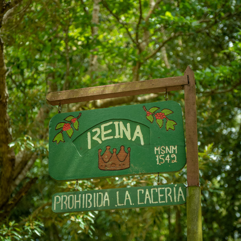 Panama Esmeralda Special Reina Geisha Natural