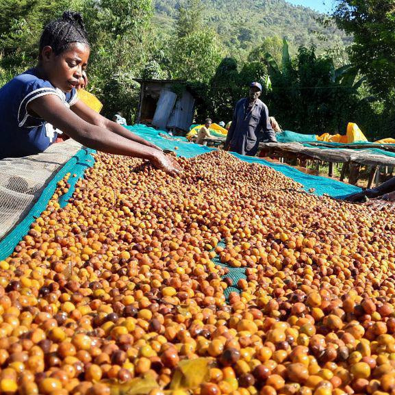 Ethiopia Gera Anaerobic Natural