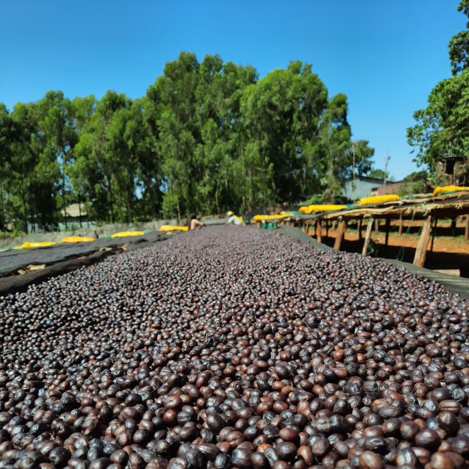 Uraga - Anaerobic Natural - Ethiopia - Espresso - 2025