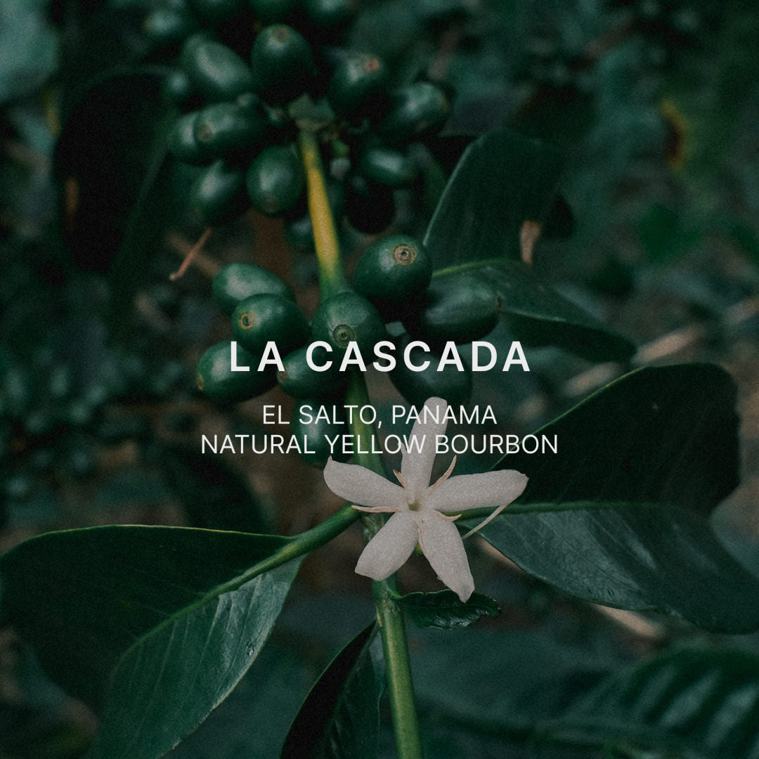 LA CASCADA