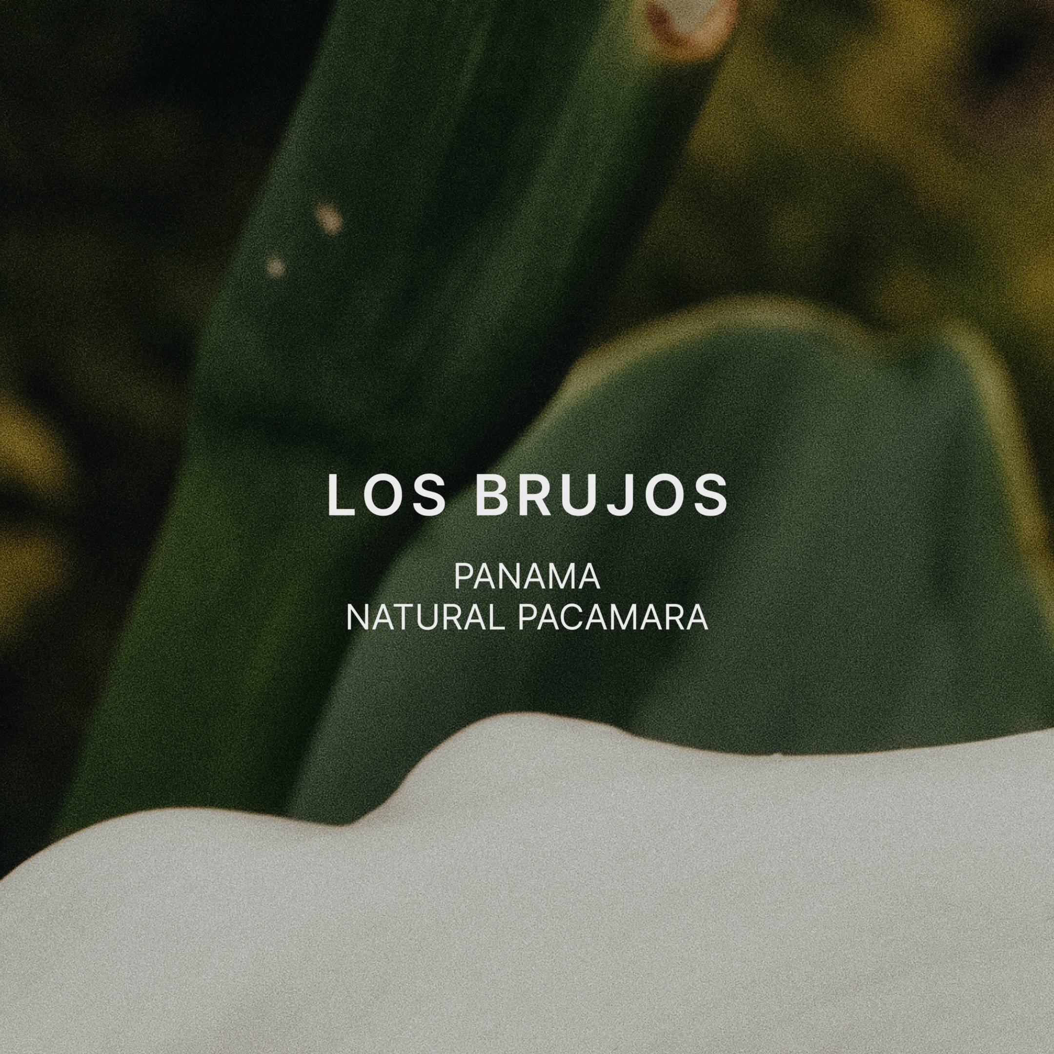 LOS BRUJOS